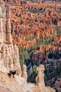 Big Horn in Bryce by Marie Costanza