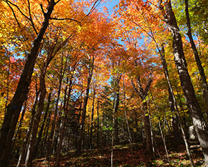 Rainbow Trees by Lisa Pancho