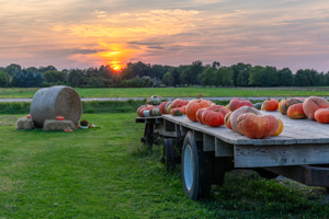 Harvest Sunset by Marie Costanza
