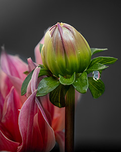 Labyrinth by Anne Ryan