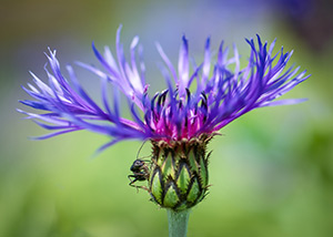 Ant-on-Bachelor-Button by Sandy Silvestri
