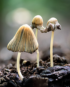 Magic Hidden in Plain Sight by Sandy Silvestri