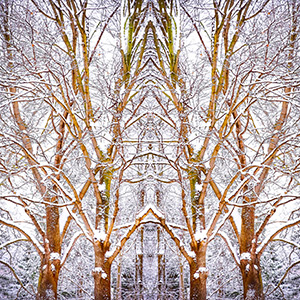 Nature's Church by Nikki Bittner