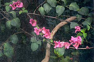 Elegance from Above by Luann Pero