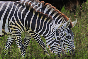 Earn Your Stripes by Flinn Hackett