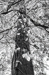 Looking Up by Luann Pero