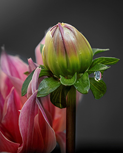 Labrynth by Ann Ryan