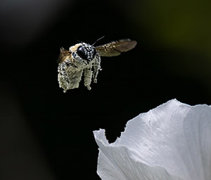 Extreme Polinator by Joe Jech