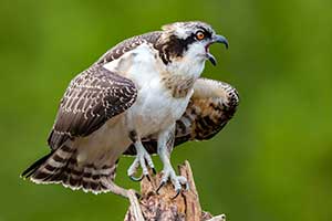 Fledge Fright by Tom Knauss