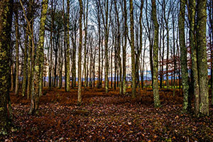 Splendor Beyond the Trees by John Ejaife