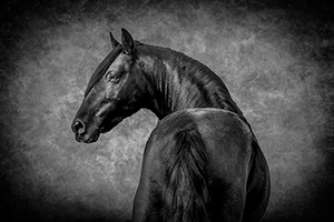 Black Knight by Diane Dersch