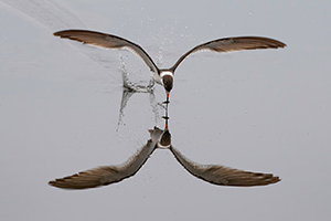 Mirror Image by Christy Hibsch