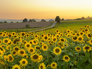 Joyce-Freitas-Sunflowers-at-Sunset