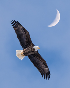 Lunar Ascent by Marie Costanza