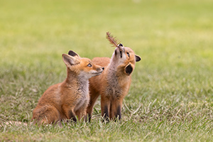 Play Time by Margy Meath