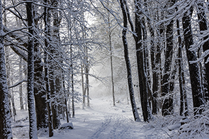 Winter Wonderland Trail by Martha Price