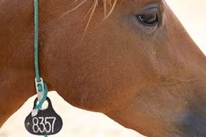 Melissa-Mance-Coniglio_Once-Wild,-Mustang-8357