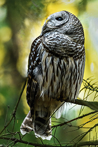 Barned Owl at Sunset by Patty Singer