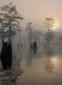 Serenity & Quiet of the Swamps by Steve Dent