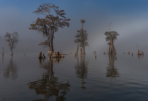 Awakening Wetland by Steve Dent