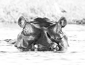 Looking at You by Ralph Pennino