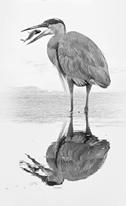 Refelction of Heron and Fish