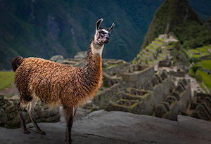 Machu-Picchu-Llama by Steve Dent