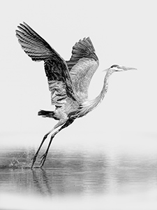 Heron Aloft by Tom Kredo