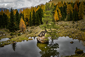 P the Island of Tree by Nicholas Jospe