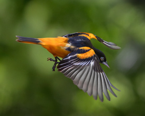 Scouting for Spring Training by Marie Cosanza