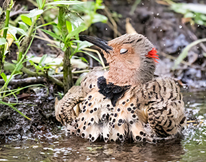 Northern Flicker by Clyde Comstock