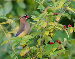 Berry Delicious by Bob Dimarco