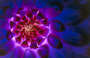 Dark Dahlia by Heather Mack