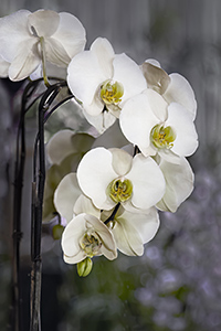 Snowy White by Luann Pero