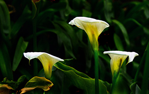 Tres Amigos by d dargan teska