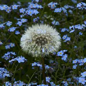 Dandelion by Dick Beery