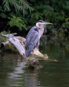 The Thinker of the Genesee by Marie Costanza