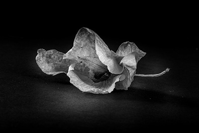 Flos Post Biam by Elena Dilai