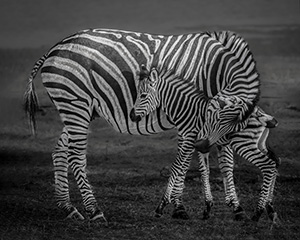 Mother and Newborn by Beverly Goldschmidt