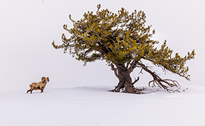 Winter Magic, Yellowston by Debbie Nawoczenski