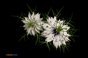 Love in the Mist by Sheridan Vincent