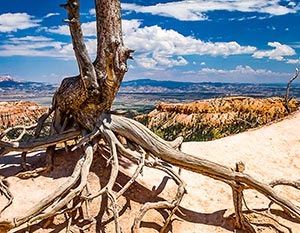 Bryce Canyon Tree by Paul Karas Sr