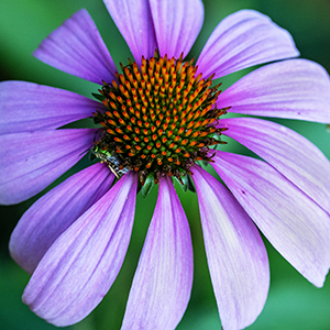 Along for the Ride by Don Menges