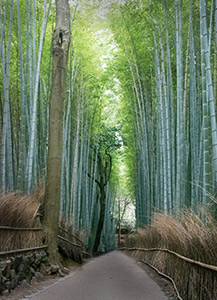 Bamboo Forest, Kyoto, Japan by David Kotok