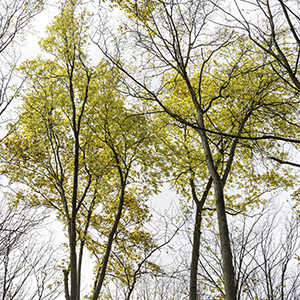 Glow of the Honey Locus by Luann Pero