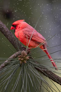 Winter Cardinal by Marie Costanza