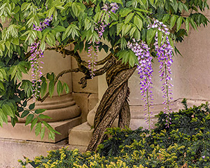 Grace in the Garden by Laurie Knapp