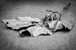 Wild Grape by Luann Pero