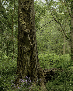 Emerging Tree Spirit by Jeno Harvath