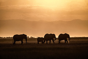 Elephants at Sunset by Margaret Owens